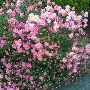 Meet your Posher, Patty